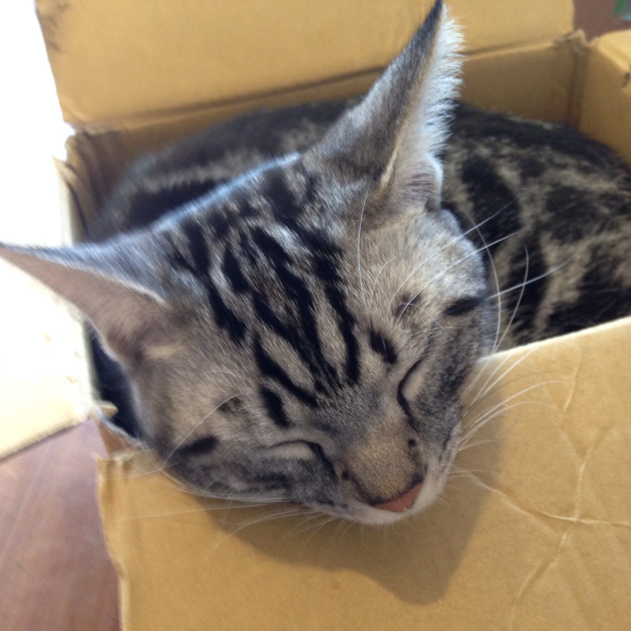 懸賞応募が趣味。 猫のかわいさにやっと気付いた今日この頃。