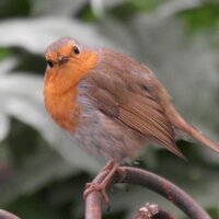 Curious Robin (@seanbo_uk) 's Twitter Profile