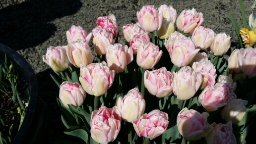 klosburnfamily's profile picture. 