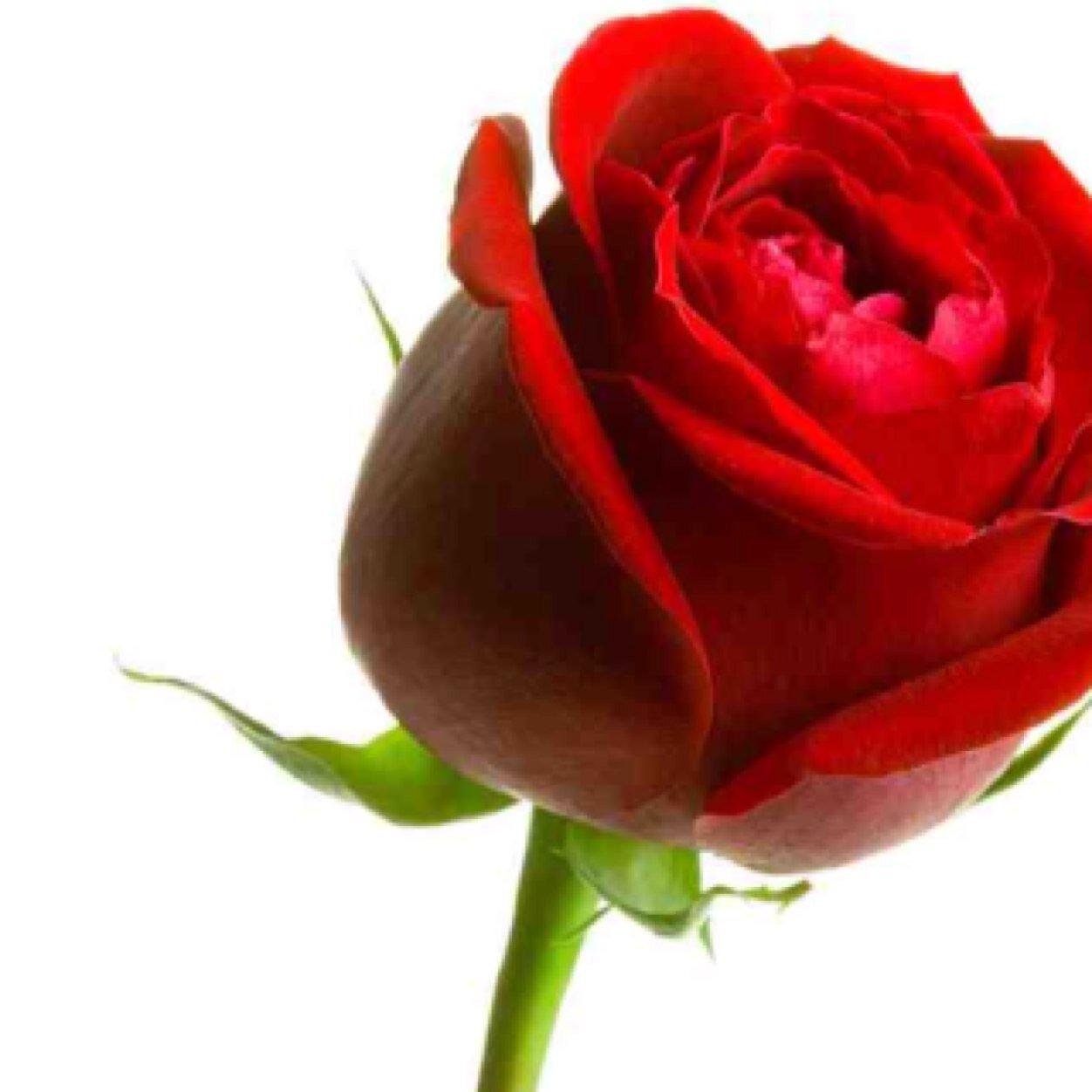 hnsLC15's profile picture. All in fun. {Seriously though) @hnsLC15  #Leadership #CustomerService