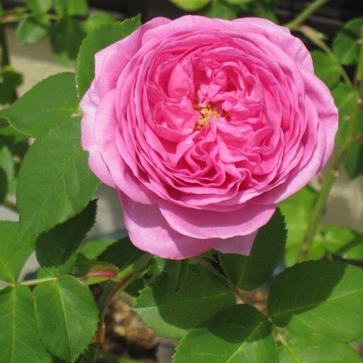 とっとり花回廊が大好きな島根県人です。