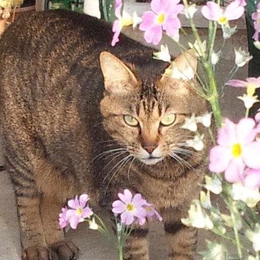 hallusagi's profile picture. 最近はもっぱら王俺