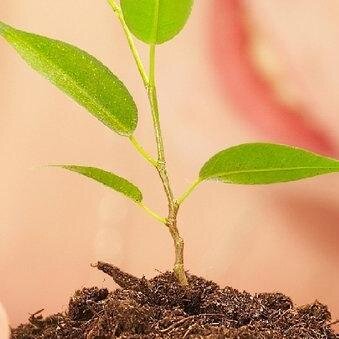 Seeds4changeuk's profile picture. Our qualified Counsellors & life experience volunteers, helping with your recovery, what ever it may be here on the Isle of Wight. We are WightMark accredited