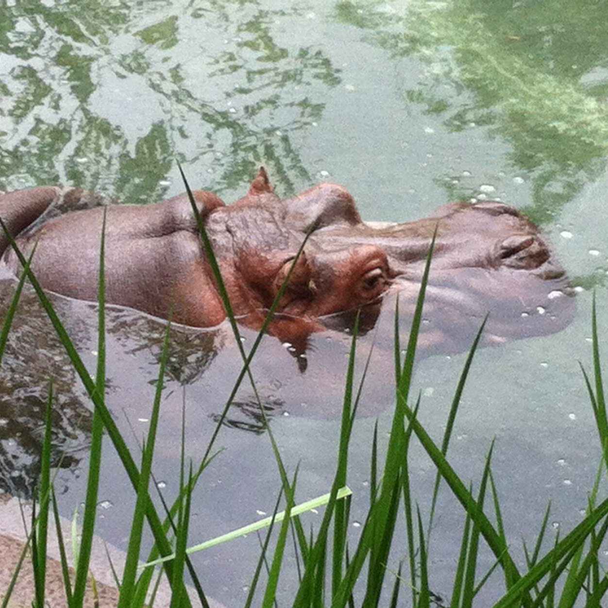 SnappiPappi's profile picture. 