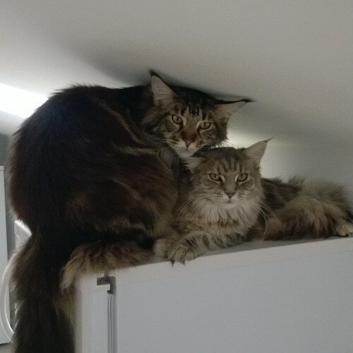 AdmirS's profile picture. 