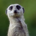 Meredith Morton - @Meredit78027593 - Twitter