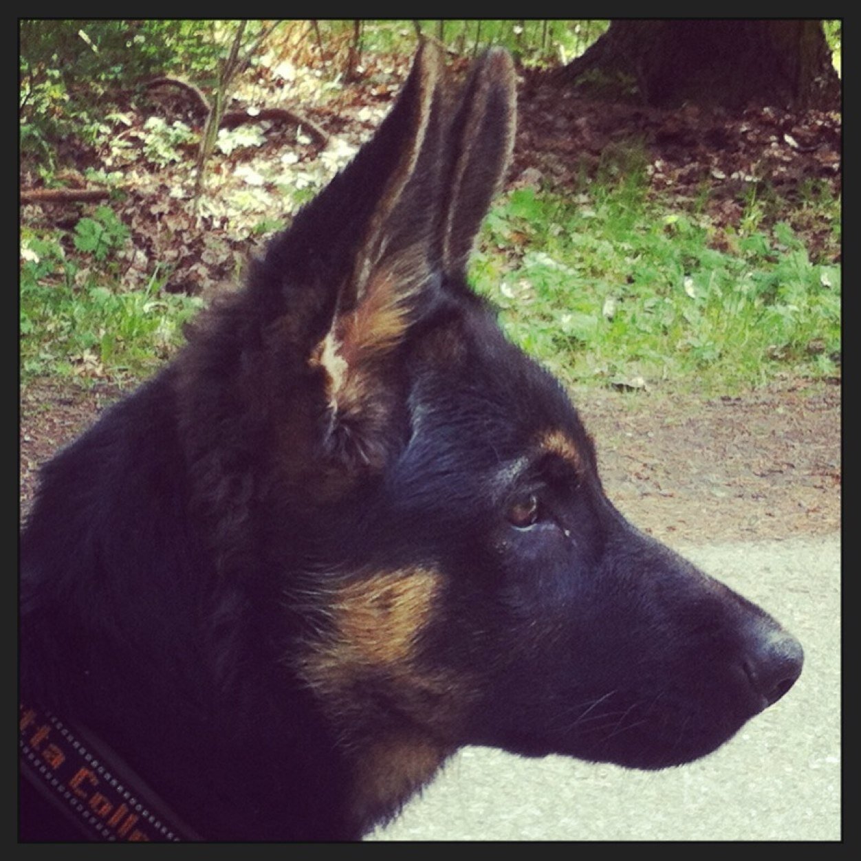 Jag twittrar gärna om träning och hund. Jag twittrar som privatperson.