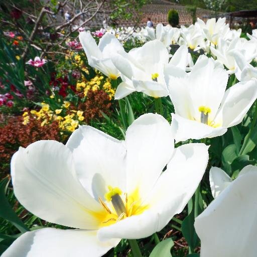 megamari2200's profile picture. 日本人差別に反対します。　・・・外国人は税金ゼロｗ(´Д`|||) ﾄﾞﾖｰﾝ