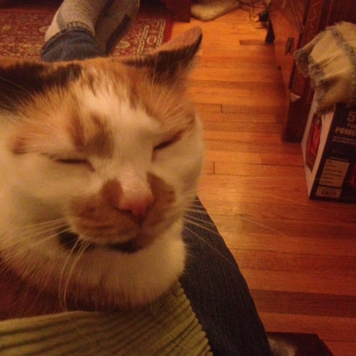 elinatoole's profile picture. 