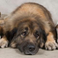 _Beestenboel's profile picture. Roelofarendsveen Noordplein 33 - Dierenspecialist Pets&Co Beestenboel.
Webshop: http://t.co/17lFqvjscK