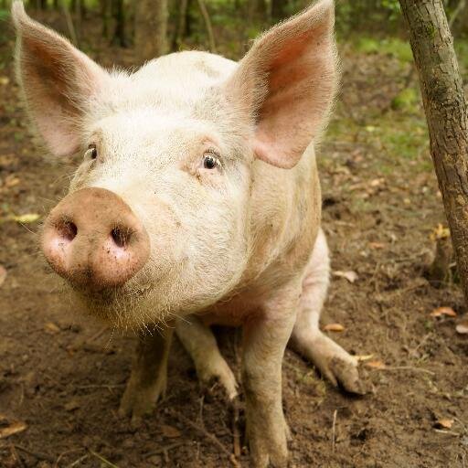 Beaverdam Fresh Farms is a biologically diverse pastured livestock farm that was established in 2010 by Dustin Pinion and Ali Fratesi.