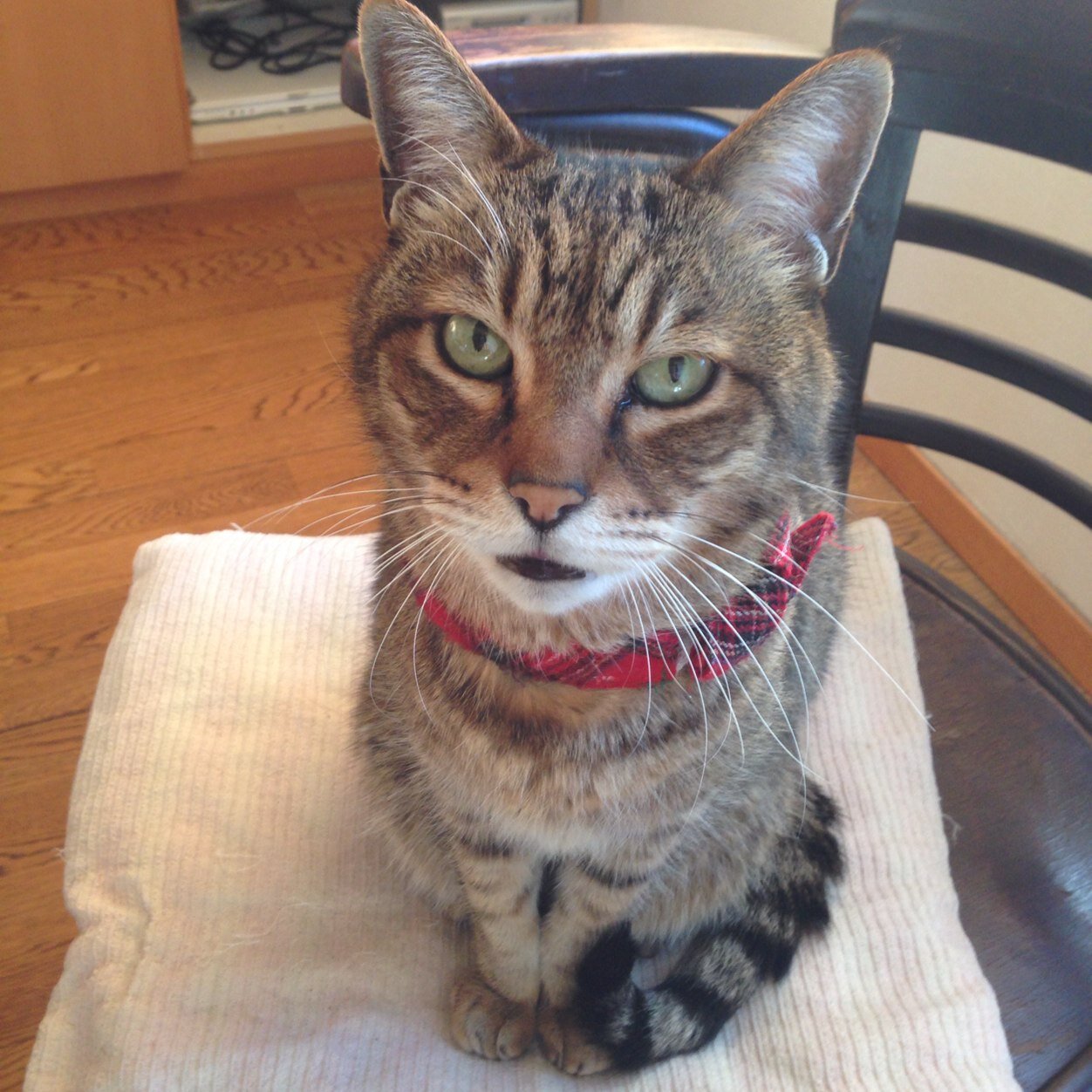 mari727369ca's profile picture. B型、獅子座、放浪の狼。変わってるねーと言われると嬉しいです♡ 猫ヲタ♪ 可愛いニャン2匹と、ジャズミュージシャンで猿っぽいダンナさんと同居しています。 22歳の時に起業 基本自由人 食育糖質制限で8kgダイエット成功！ 低糖質お料理会やってます。岐阜