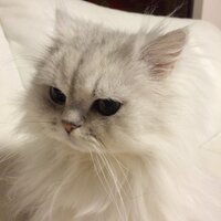 kokoino (@25nejp) Twitter profile photo