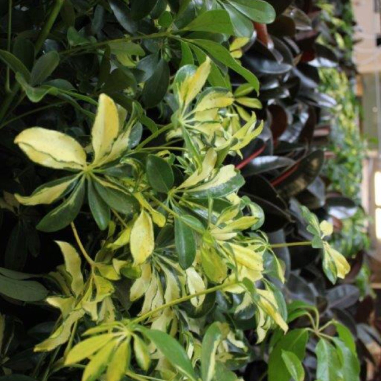 Nedlaw Living Wall Biofilters appear as vertical walls of plants, however, they are actually an integrated part of the air handling system for buildings.