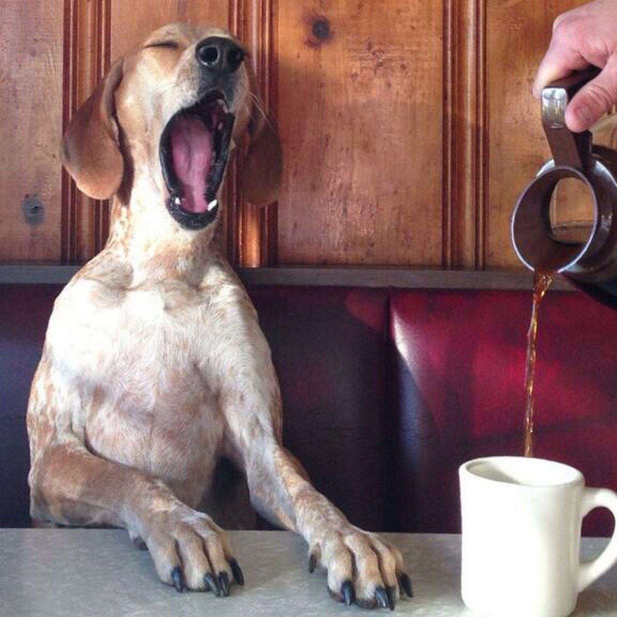 Sería un error no seguir a este perro fiel.