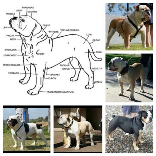 Premier Breeder & only rescue for Olde English Bulldogges, w/French Bulldogs & French Mastiffs. One of a Kind in SoCal, quality & customer service unsurpassed!