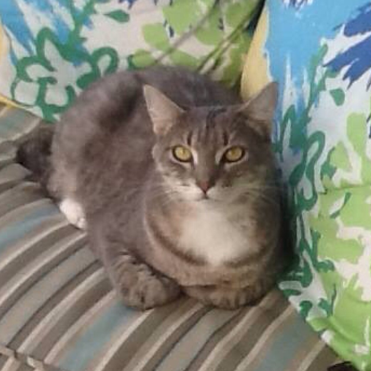 LillianAKALilly's profile picture. I am a cat. A pampered house kitty cat. (Parody Account)