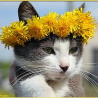 Ольвія (@olviyas) 's Twitter Profile