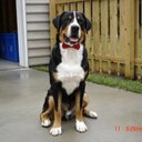 bentley dog - @AndyLandDogs - Twitter