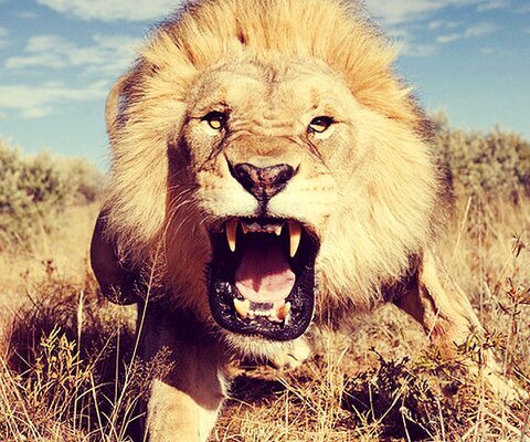 krikkebombastic's profile picture. 