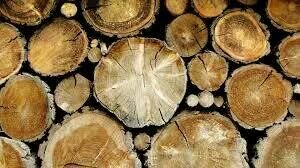 Providing quality trimming & removal in western PA. 814-406-9676 facebook/BrownBarkTreeService