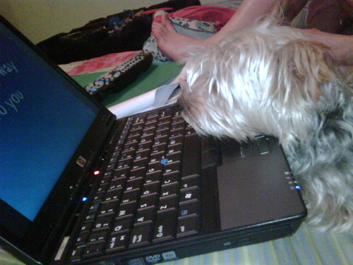 MissSnugs's profile picture. Cute, Snuggly. (RIP 2008-2022)