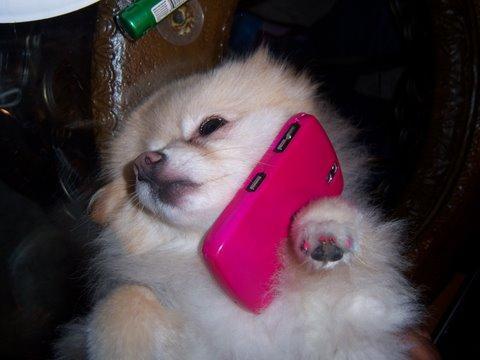 BENTLEYPUPDIVA's profile picture. MY MOM IS @GEMINIPOPDIVA, IM HER SON I GOT MY OWN TWITTER PAGE , DUE TO POPULAR DEMAND.. FOLLOW ME IM SICKNING :) WOOF WOOF!!!)