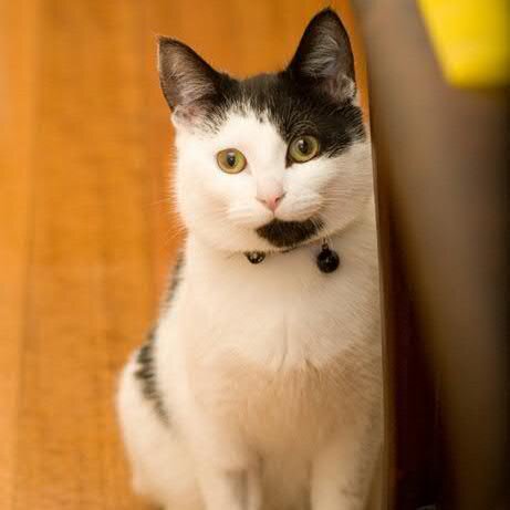 SrRonron's profile picture. Just your regular Peruvian guy living in Melbourne, you know...