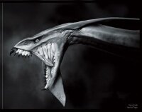 NelliEd0V's profile picture. 