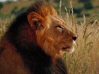 VeneraV8E's profile picture. 