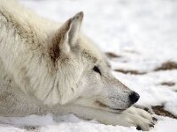 MiruGhg's profile picture. 