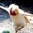 A_Galinhah's profile image
