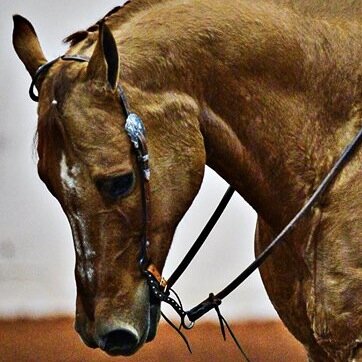 I am now a retired two-time NCEA All-American for TCU and was voted the No. 1 horse in the NCEA during the 2013-14 season.