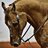 matt_the_horse's profile image