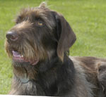 gwpcrescue_uk's profile picture. German Wirehaired Pointer Club Rescue is the only official Kennel Club-recognised Rescue organisation for GWPs in the UK