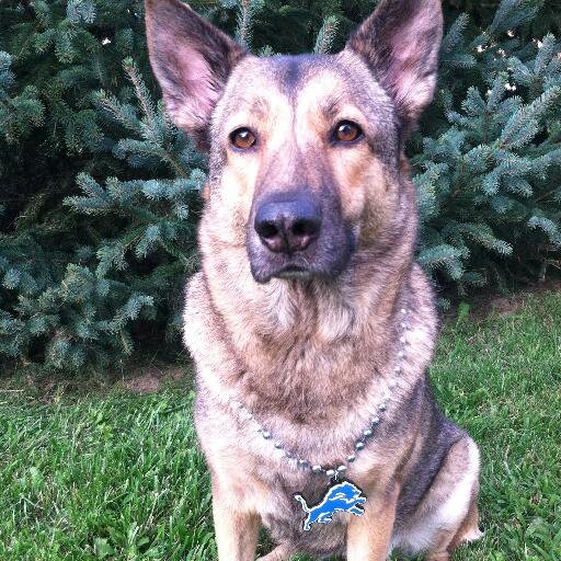 JessicaLaValley's profile picture. Animal lover, football fan, oh and a chocolate lover :) Strong faith, strong values, strong beliefs!!