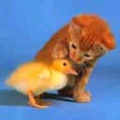 Taxidermy
