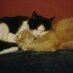 ac-promascota (@acpromascota) Twitter profile photo
