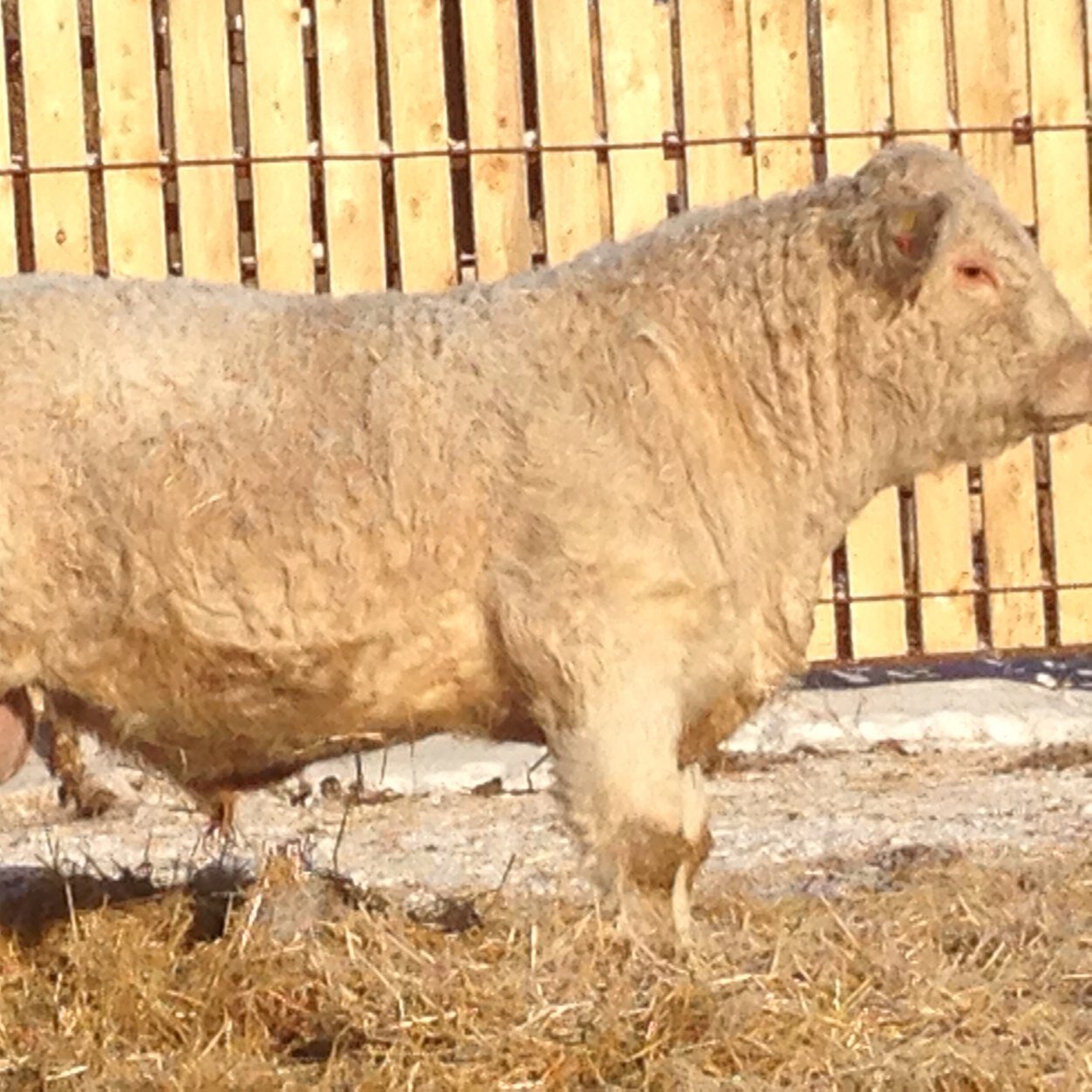 Hi, Iam Darren Odowichuk, 10 years into, but still considered new to the purebred charolais world, which is located in the Petlura, MB area.