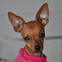 Kacauzinha Pinscher(@KacauzinhaP) 's Twitter Profile Photo