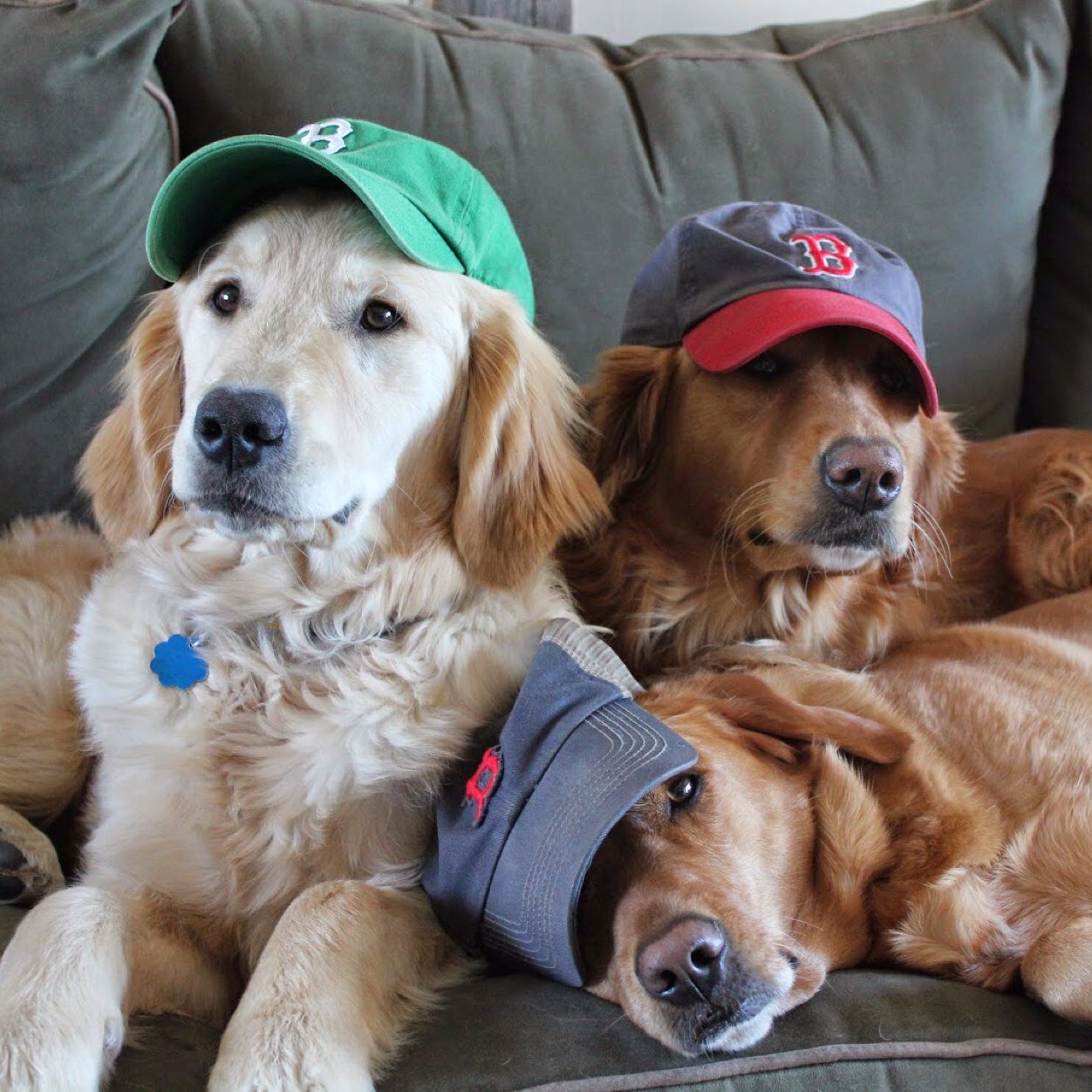 Miley, Maggie & Bruin 🐾 Dog Mom 👱🏻‍♀️Golden Lover 🐕 Dog Blogger 🐶 Influencer 💻 Living a Healthy Life in Massachusetts 🏡