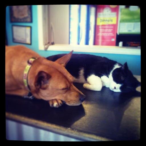 ruffhauspets's profile picture. neighborhood pet store, social conduit, your dog's favorite place to smell