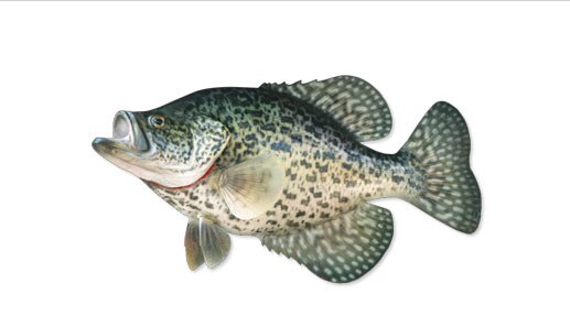 Hand tied, and crappiefied. Custom crappie jigs.