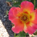 Sherry Winslow - @sherwinslow - Twitter