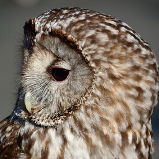 rescue0318's profile picture. 