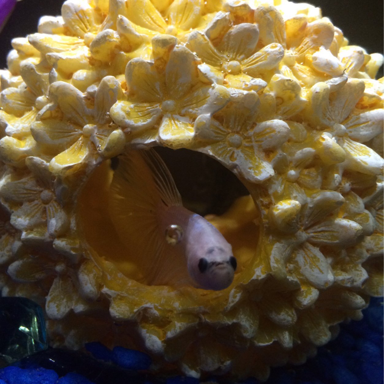Hey! This is Moonshine Jensen, Shiny for short. I'm just a singly pringly betta fish searching for love.