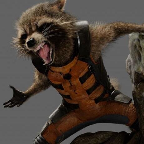 Never doubt a raccoon!