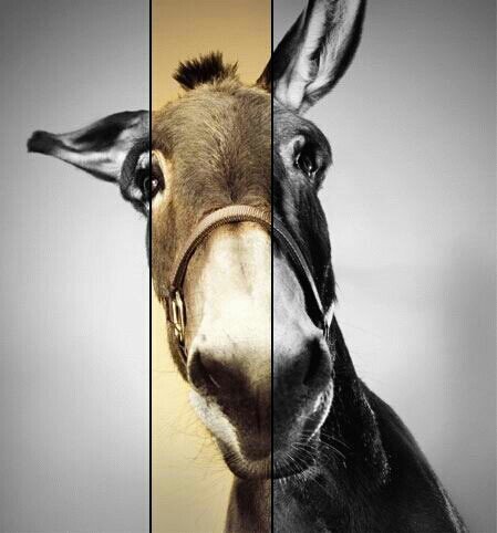 ceschdz9's profile picture. 