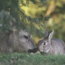 connie cline - @daisymay1958 - Twitter