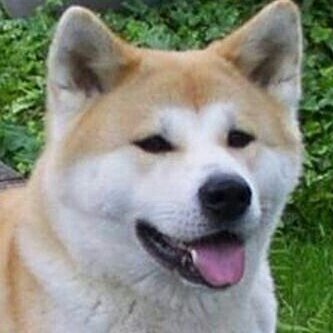 柴崎匠さんのプロフィール画像
